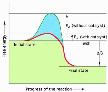 Enzyme lowers activation energy compared to uncatalyzed reaction