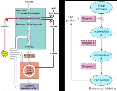 End-product inhibition in metabolic pathways