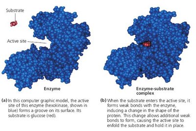 Induced fit: enzyme and substrate before and after binding