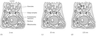 Pulse-chase experiment showing protein movement through ER, Golgi, and vesicles