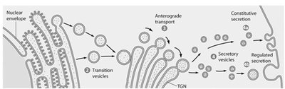 Steps of exocytosis: vesicle fusion and content release