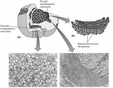 Rough and Smooth Endoplasmic Reticulum structure and electron micrographs