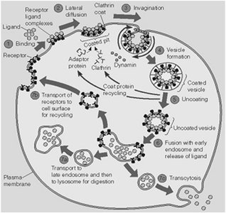 Receptor-mediated endocytosis of LDL particles