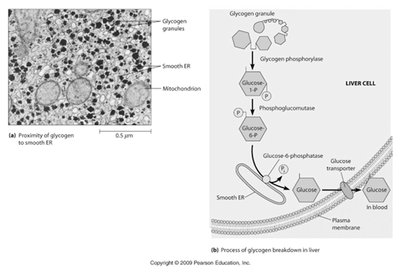 Smooth ER and glycogen breakdown in liver cells