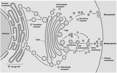Diagram of ER-Golgi trafficking and vesicle transport