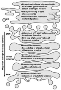 Steps of glycosylation and protein modification in ER and Golgi