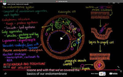 Diagram of the endomembrane system and phagocytosis