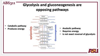 Glycolysis and gluconeogenesis are opposing pathways