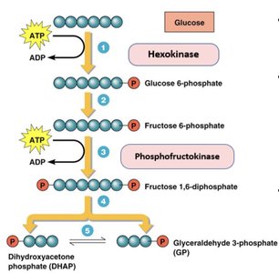 Glycolysis pathway with key enzymes