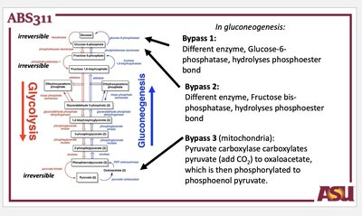 Bypasses in gluconeogenesis