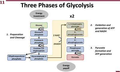 Three phases of glycolysis