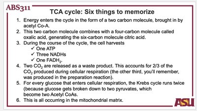 TCA cycle summary