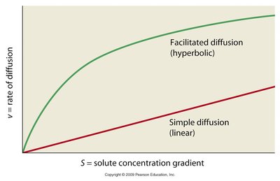 Rate of diffusion: facilitated vs simple diffusion