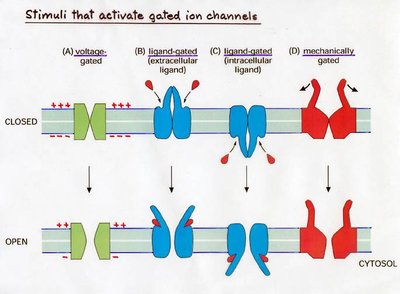 Stimuli that activate gated ion channels