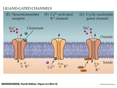 Ligand-gated channels