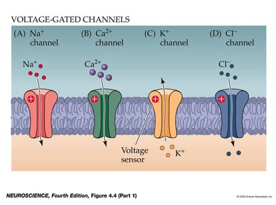 Voltage-gated channels