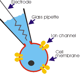 Patch clamp technique
