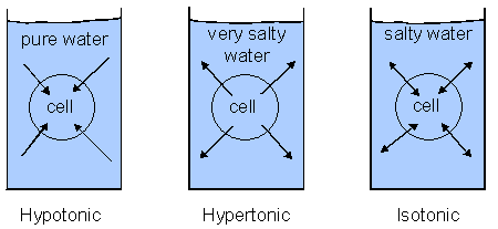 Tonicity: hypotonic, hypertonic, isotonic