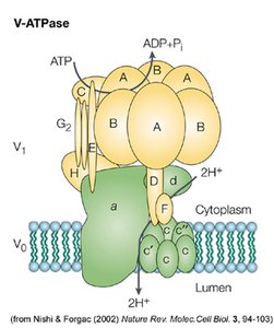 ATPases and ABC transporters