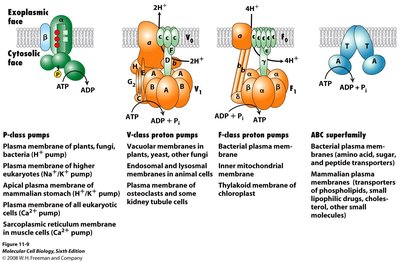 Types of ATPases