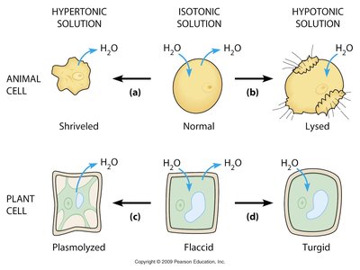 Effects of tonicity on animal and plant cells