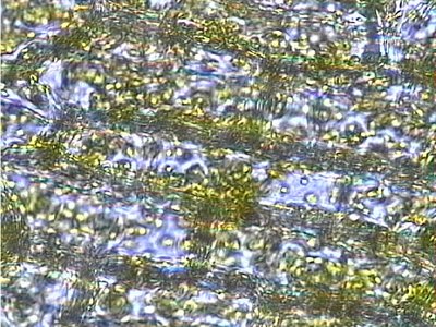 Elodea cells in isotonic solution