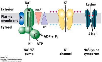 Transport systems in the plasma membrane