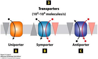 Types of transporters: uniport, symport, antiport