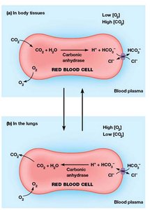 Carrier-mediated transport