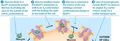 GLUT1 glucose transporter mechanism