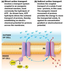 Direct and indirect active transport