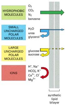 Diagram showing permeability of different molecules