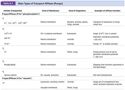 Types of ATPases involved in active transport