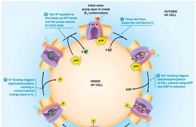 Table of main types of transport ATPases