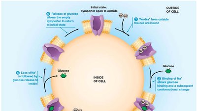 Na+/K+ pump mechanism