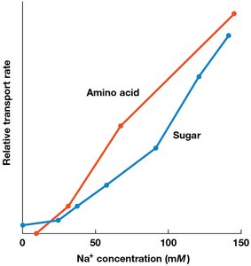 Sodium-glucose co-transport mechanism