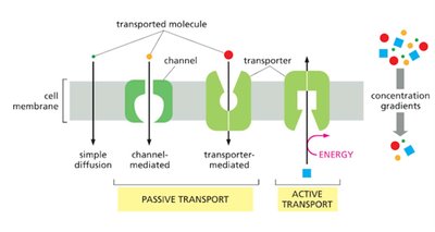 Diagram of passive and active transport mechanisms