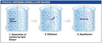 Process of diffusion across a lipid bilayer