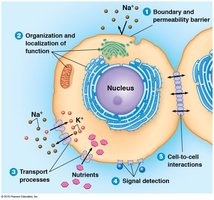 Diagram of cell membrane functions including boundary, organization, transport, signal detection, and cell-to-cell interactions