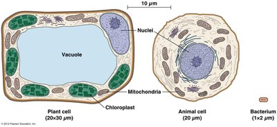 Relative sizes of plant cell, animal cell, and bacterium
