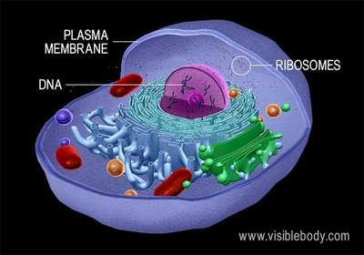 A labeled diagram of a eukaryotic cell