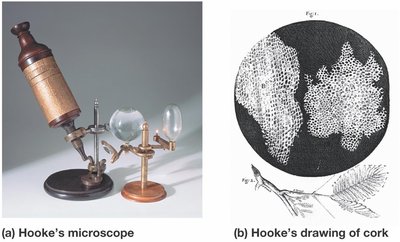 Hooke's microscope and drawing of cork