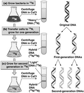 Meselson-Stahl experiment