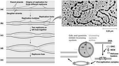 Multiple replicons and replication bubbles