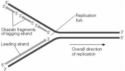 Leading and lagging strand synthesis at replication fork