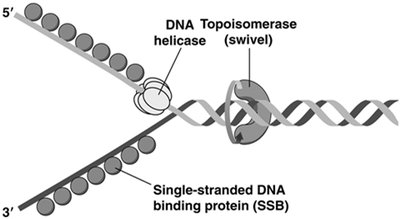 Replication fork proteins: helicase, topoisomerase, SSB