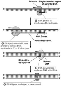 Primed vs de novo synthesis