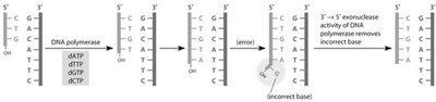 Proofreading by DNA polymerase