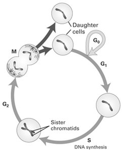 Eukaryotic cell cycle diagram