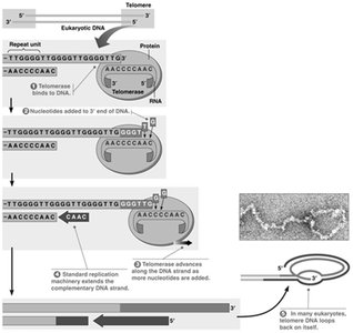 Extension of telomeres by telomerase